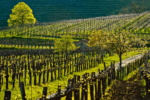 Vipava